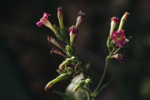 Samadi Healing
