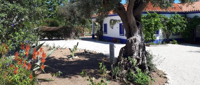 Iboga Tree – Healing House